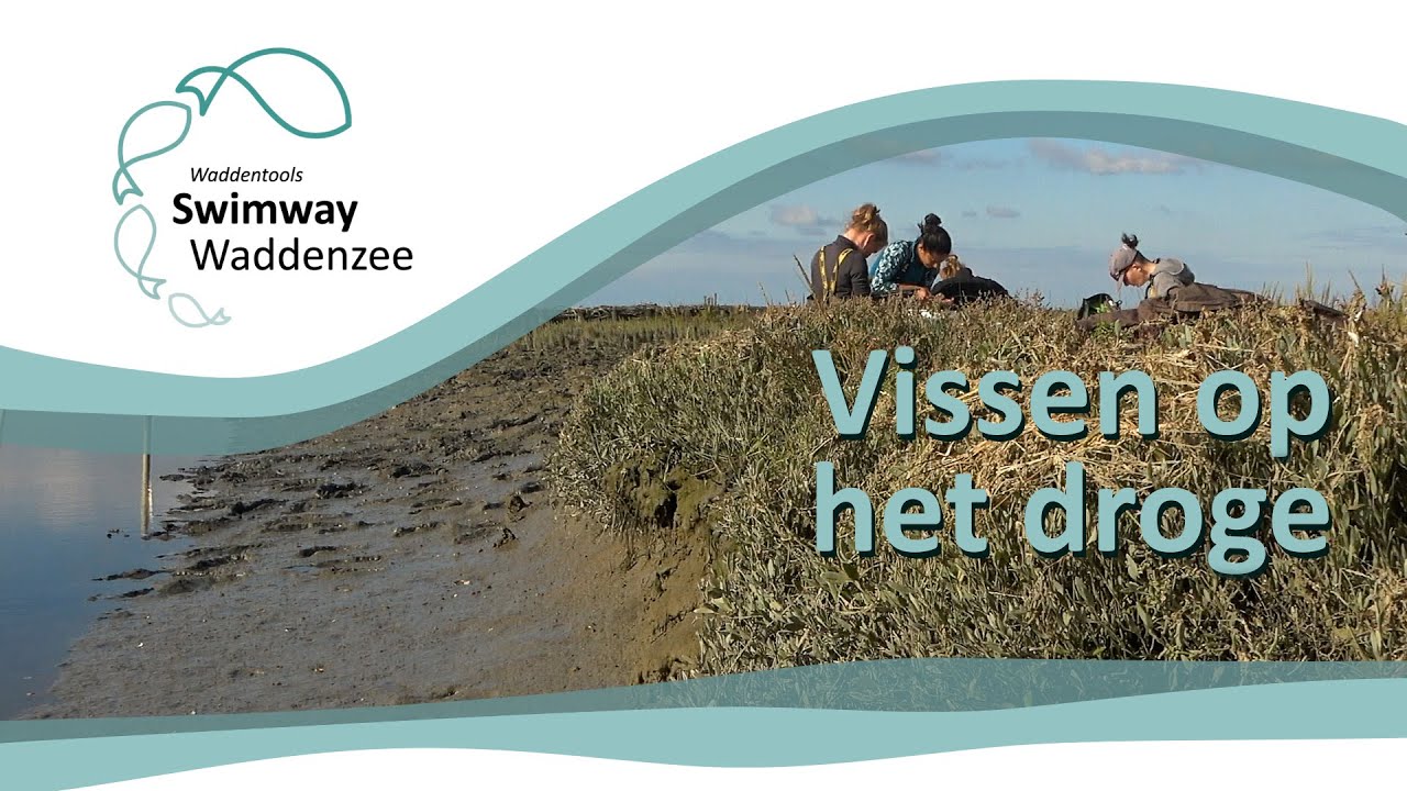SWIMWAY WADDENZEE | Hannah untersucht Fische an Land