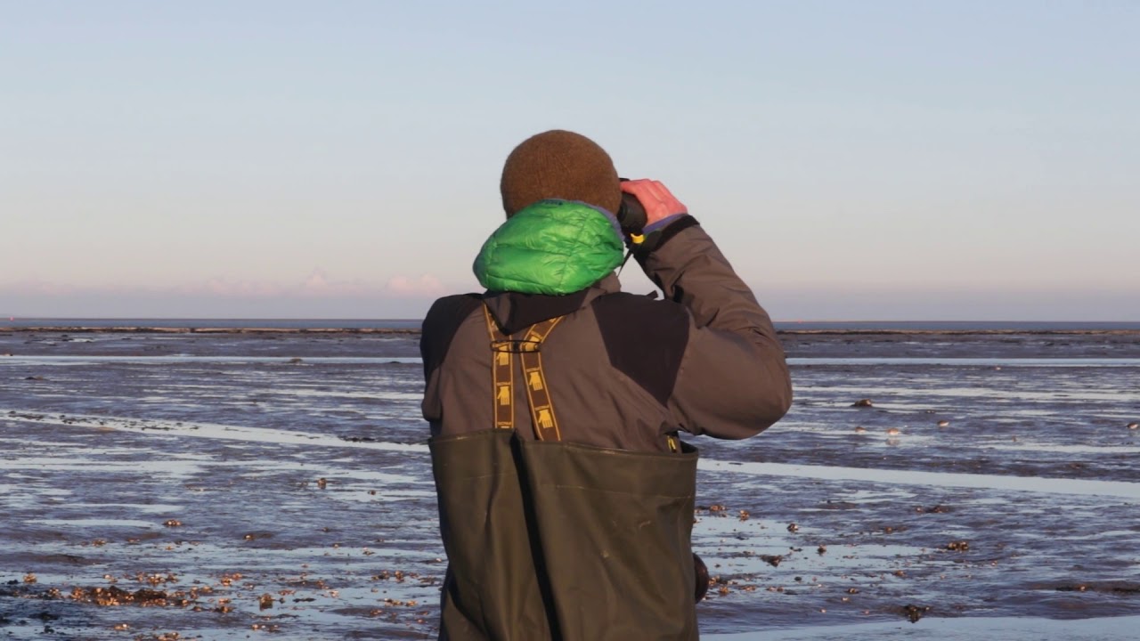Sentinels of Change: A video essay showcasing research of the Fly Away Network of the University of Groningen