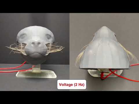 Seal muzzle model whisking its whiskers