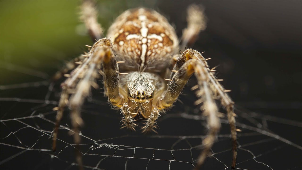 Mini lecture about spider adaptation (NL)