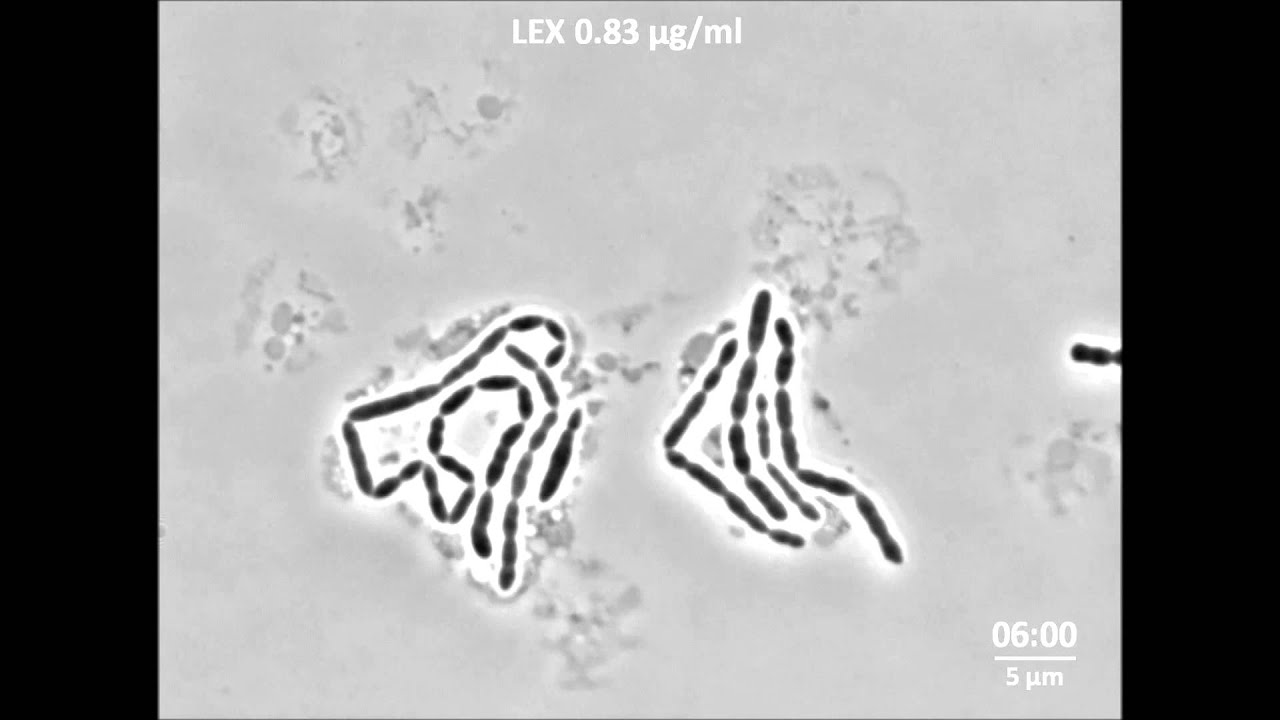 Bacterial response to antibiotics
