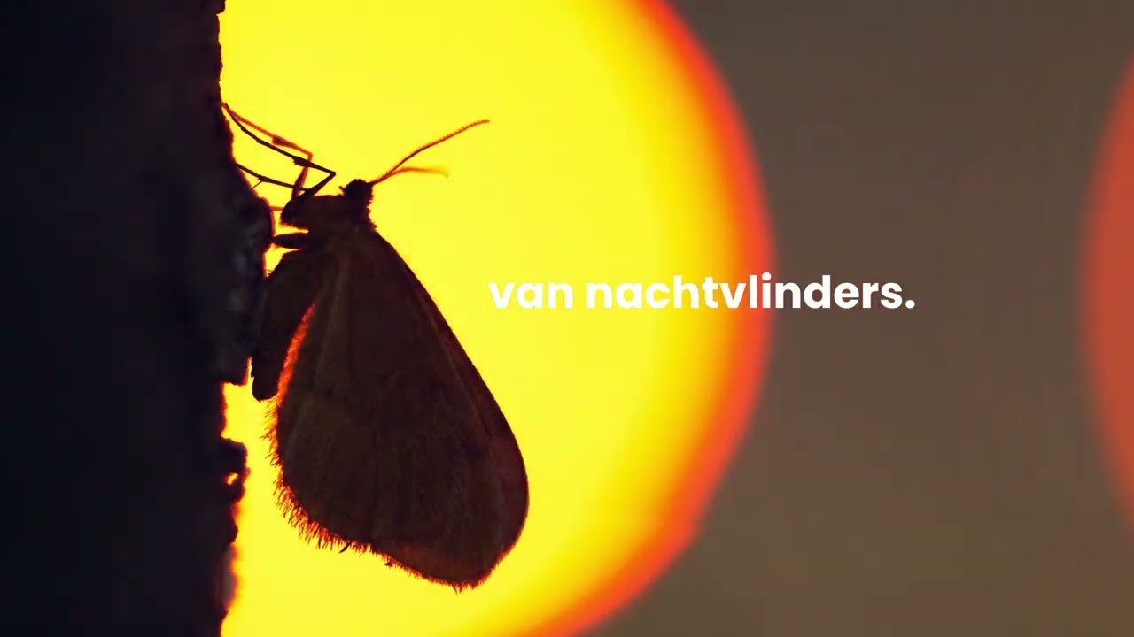Effecten van lichtvervuiling