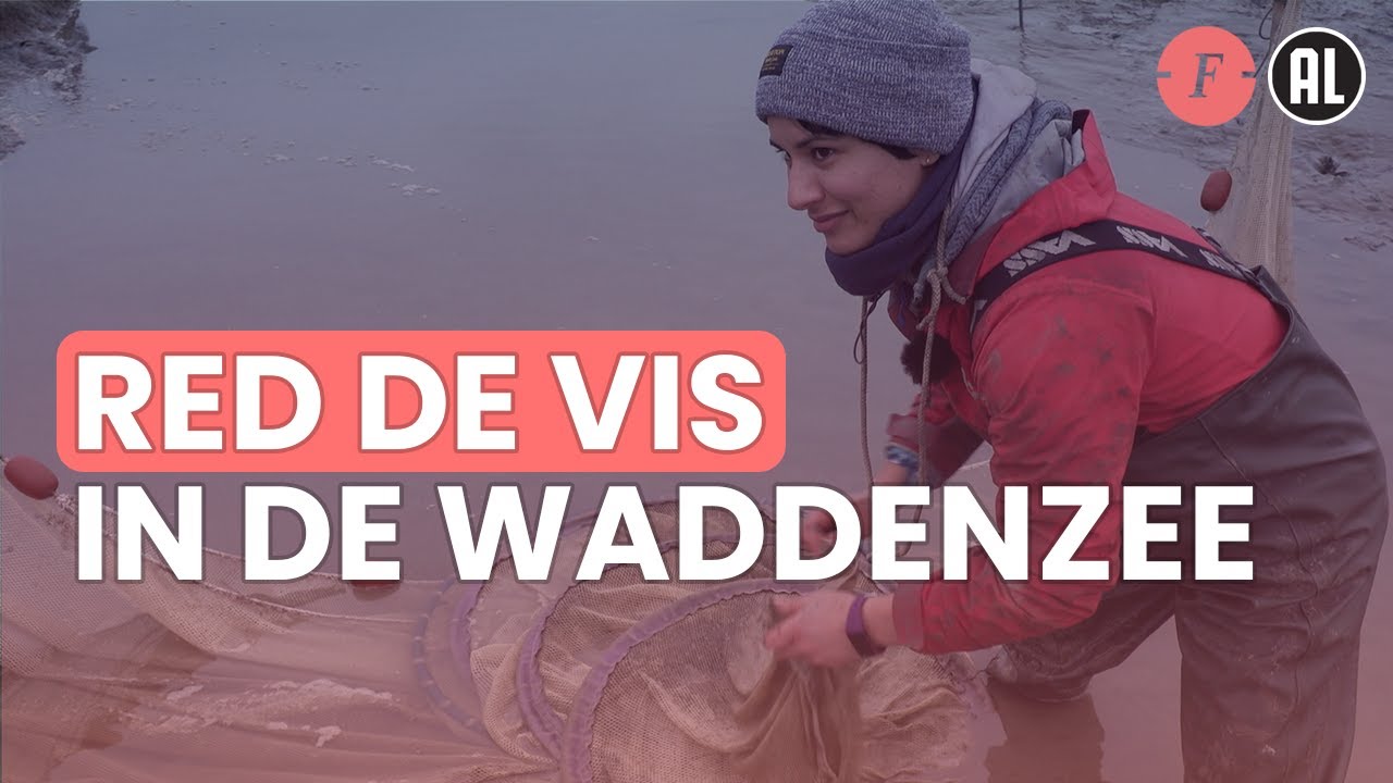 Wie geht es den Fischen im Wattenmeer?