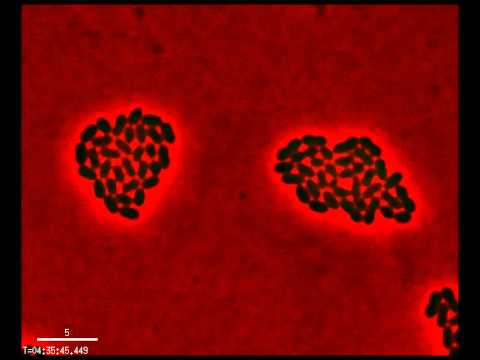 Glucose to cellobiose