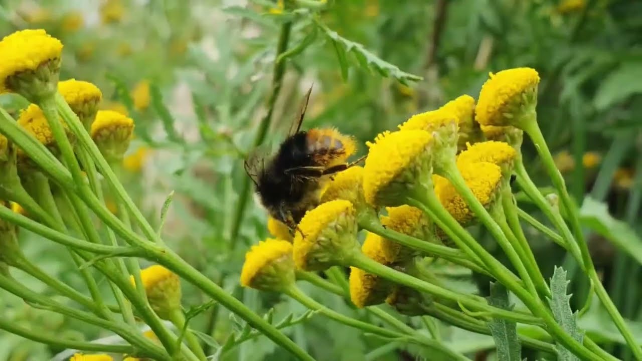 Biodiversity at Zernike