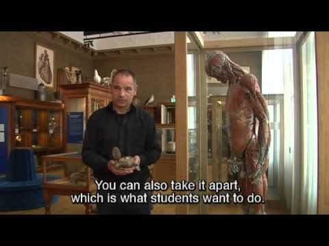 The anatomy lesson