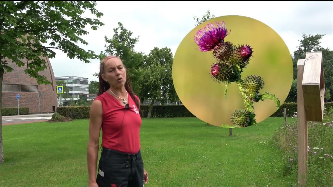 Distel [NL]