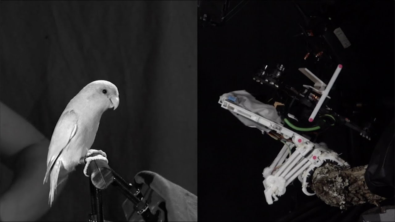 Engineers create perching bird-like robot