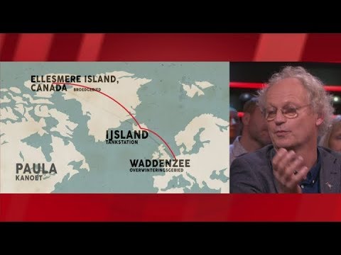 Piersma in De Wereld Draait Door on migratory birds (in Dutch)