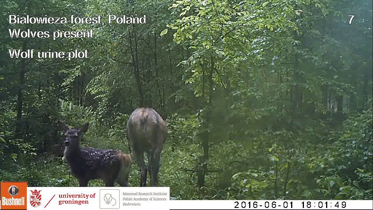 Reactie van edelhert op wolvenurine in Nederland en Polen