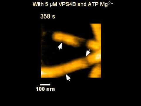 Constriction of ESCRT-III tubes imaged by HS-AFM