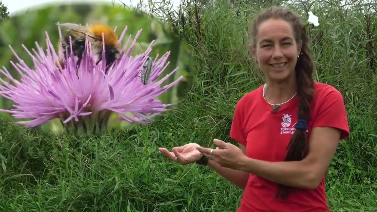 Thistle [EN]