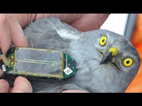 Montagu's harrier as a barometer for nature conservation