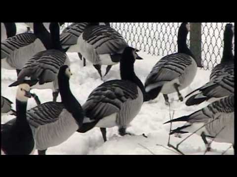 Video: Adams Appel 17 april 2010: De Noordpool