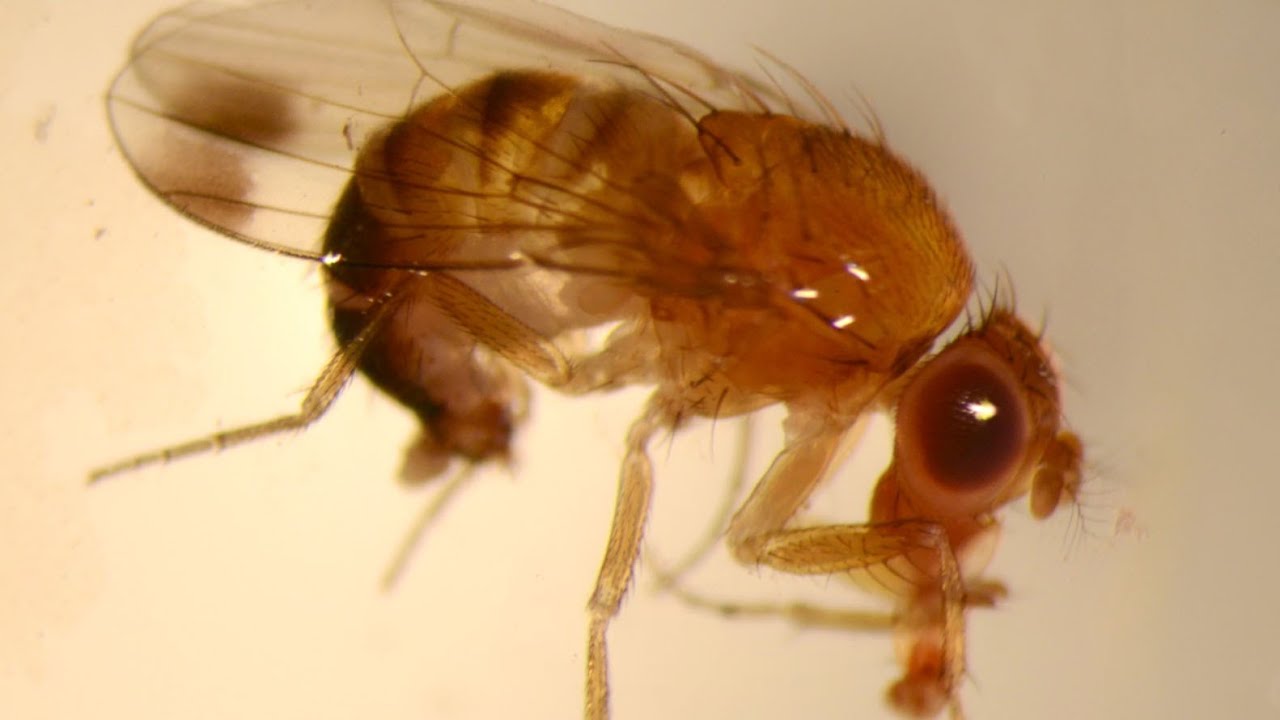 More integrated measures against Suzuki fruitfly